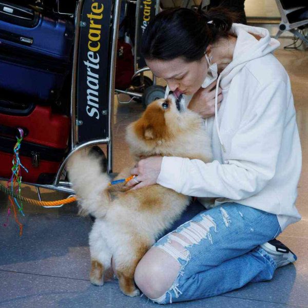 Travel ban on luxury dog travel lifted