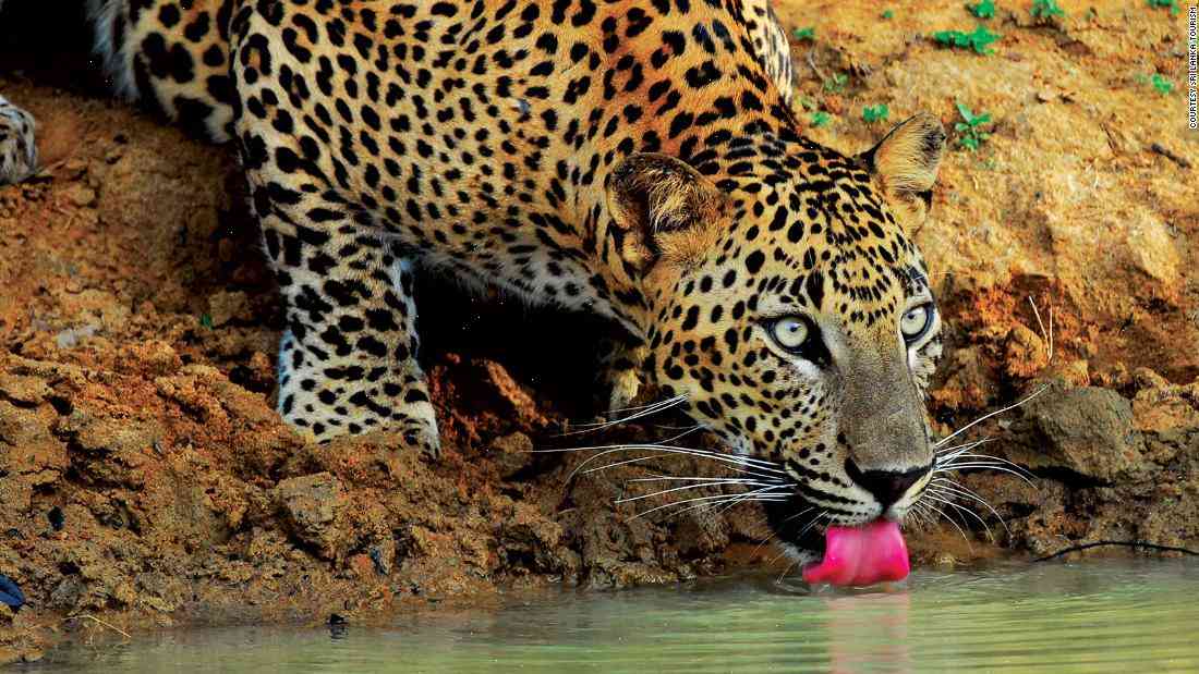 Sri Lanka wants to save leopards