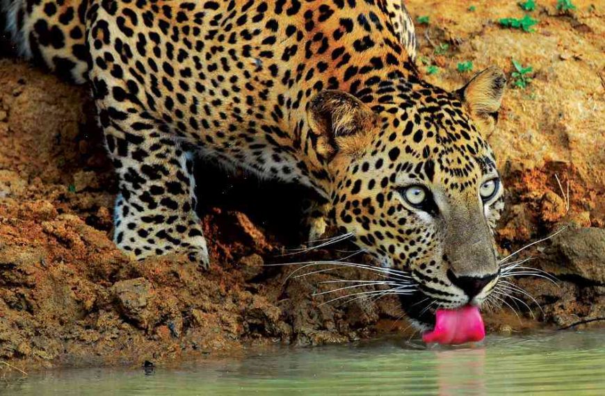 Sri Lanka wants to save leopards